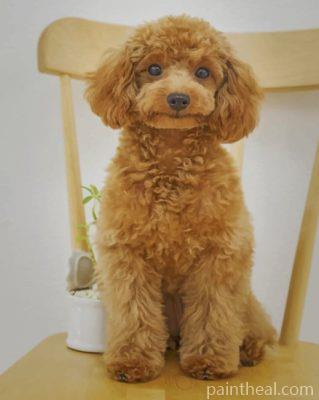Cute Poodle Painting By Numbers Kits