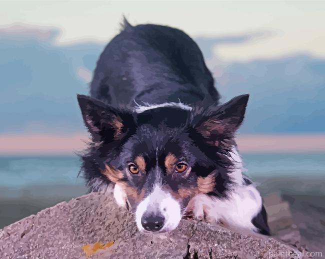 Tri Color Border Collie Dog Painting By Numbers Kits