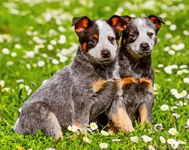 Australian Cattle Dogs Painting By Numbers Kits