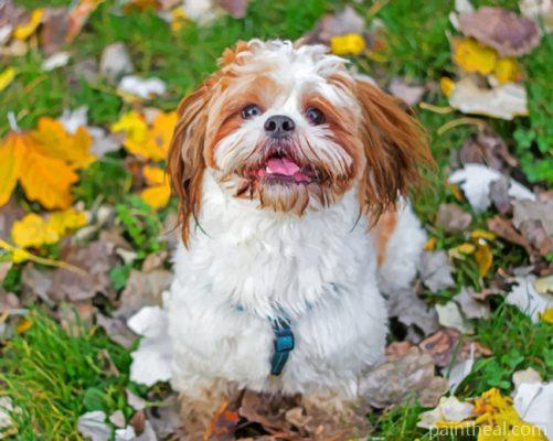 Shih Tzu Puppy Painting By Numbers Kits