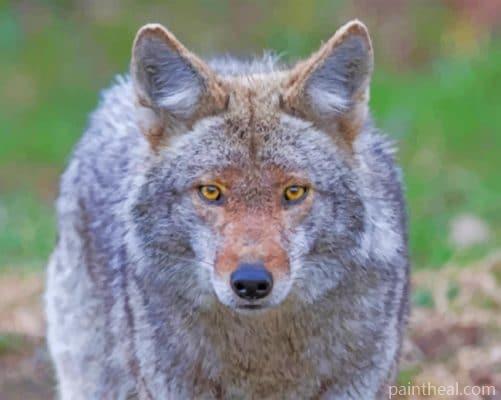 Coyote Wolf Painting By Numbers Kits