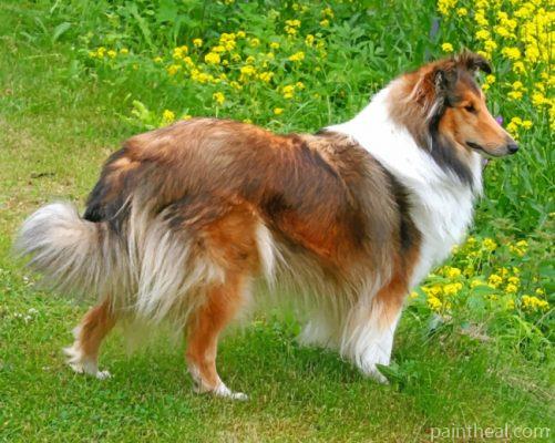 Sheltie Dog Painting By Numbers Kits