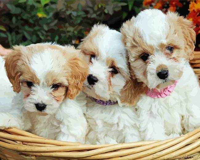 Cavachon Dogs Painting By Numbers Kits