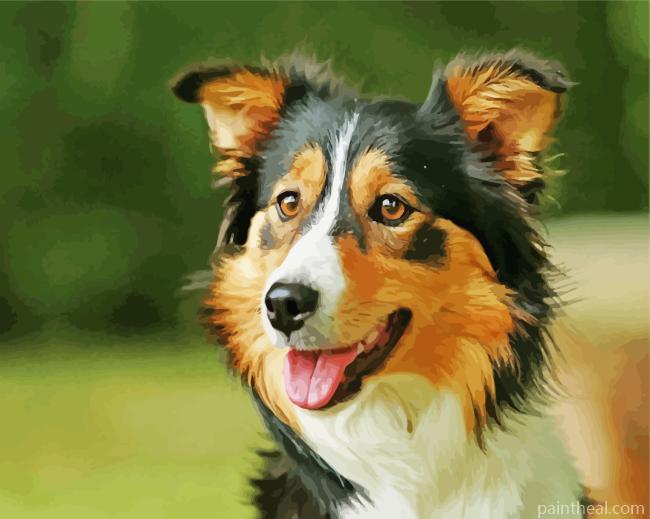 Tri Color Border Collie Painting By Numbers Kits