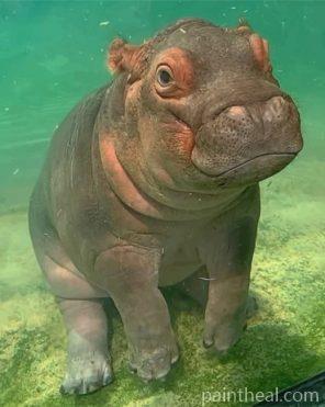 Hippopotamus Painting By Numbers Kits