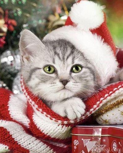 Christmas Kitten Cat Painting By Numbers Kits