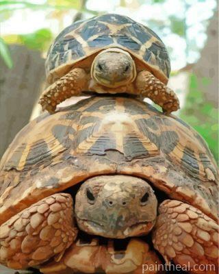 Cute Turtle And Tortoise Painting By Numbers Kits