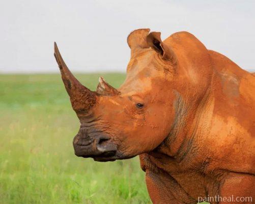 Brown Rhinoceros Painting By Numbers Kits