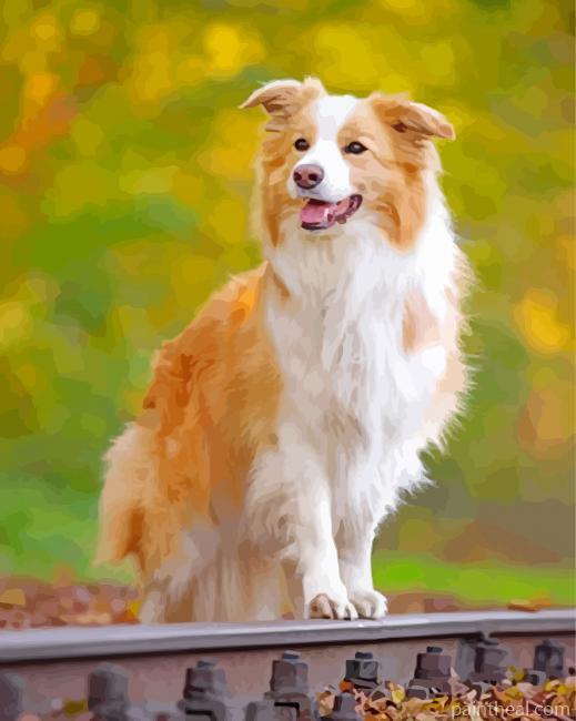 Australian Border Collie Painting By Numbers Kits