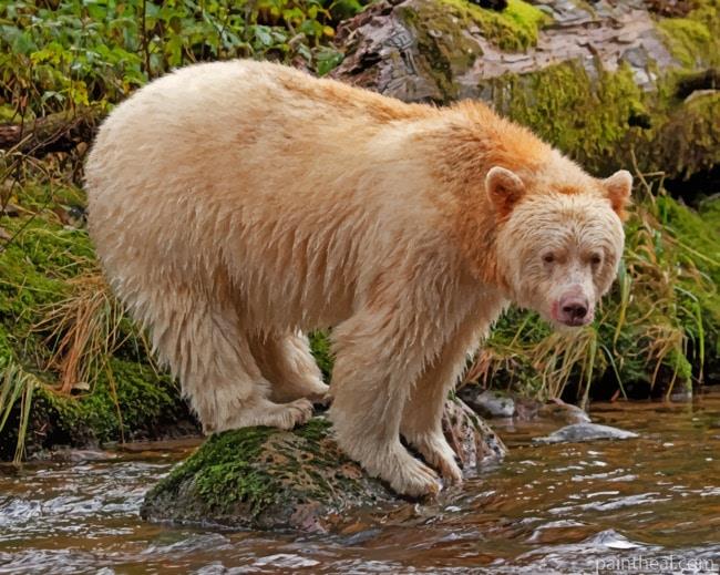 Kermode Bear In The River Painting By Numbers Kits