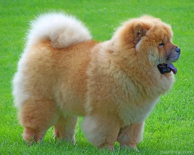 Chow Chow Painting By Numbers Kits