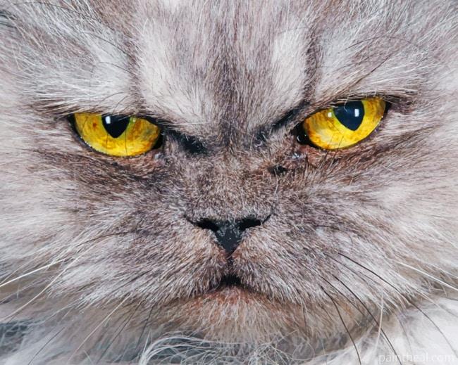 Angry Cat Painting By Numbers Kits