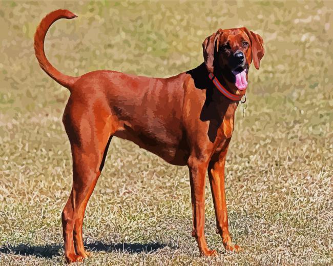 Brown Coonhound Painting By Numbers Kits