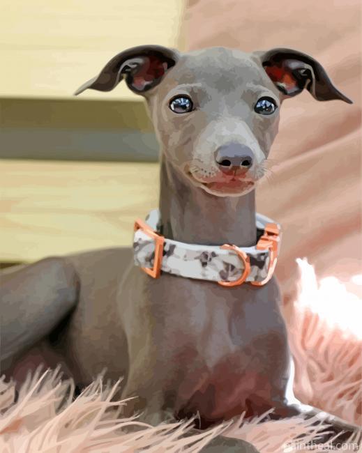 Adorable Greyhound Painting By Numbers Kits