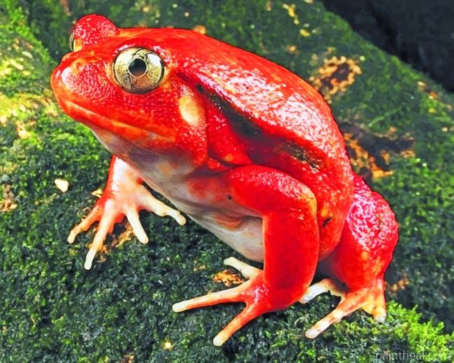 Red Frog Species Painting By Numbers Kits