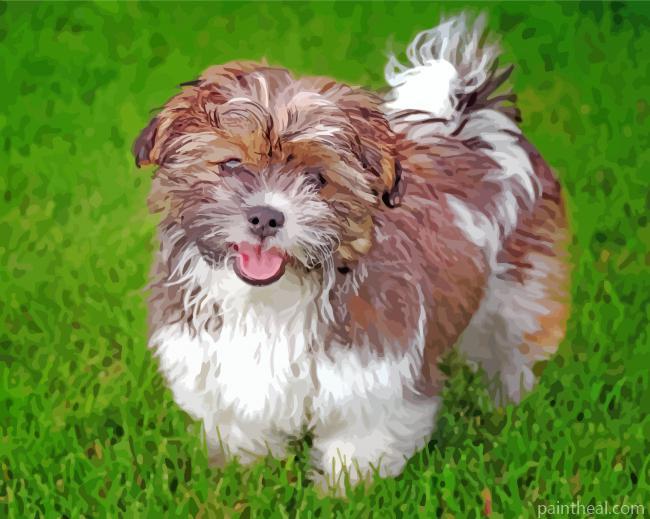 Shichon Puppy Painting By Numbers Kits