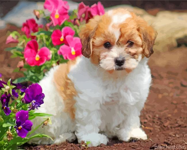 Teddy Bear Shichon Dog Painting By Numbers Kits