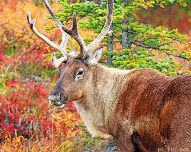 Caribou Alaska Reindeer Painting By Numbers Kits