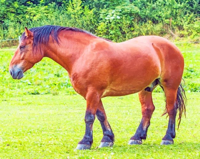 Brown Black Horse Painting By Numbers Kits