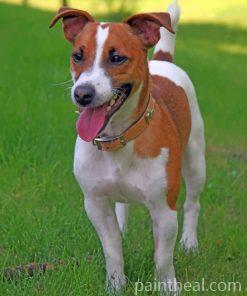 Jack Russell Terrier Painting By Numbers Kits