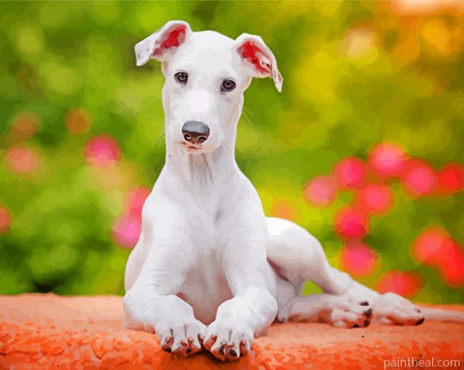 White Grehound Puppy Painting By Numbers Kits