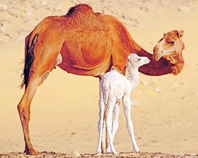 Dromedary Camels In Egypt Painting By Numbers Kits