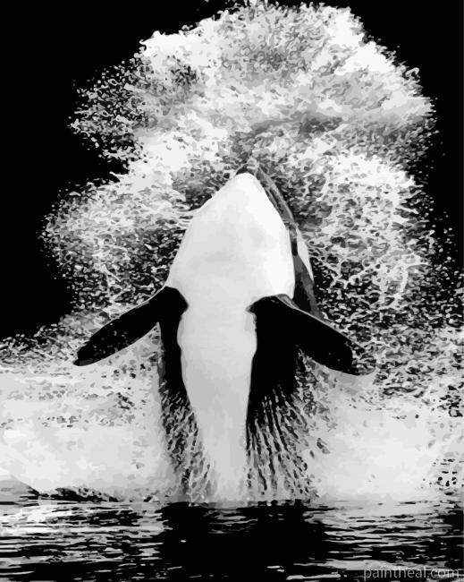Monochrome Orca Painting By Numbers Kits