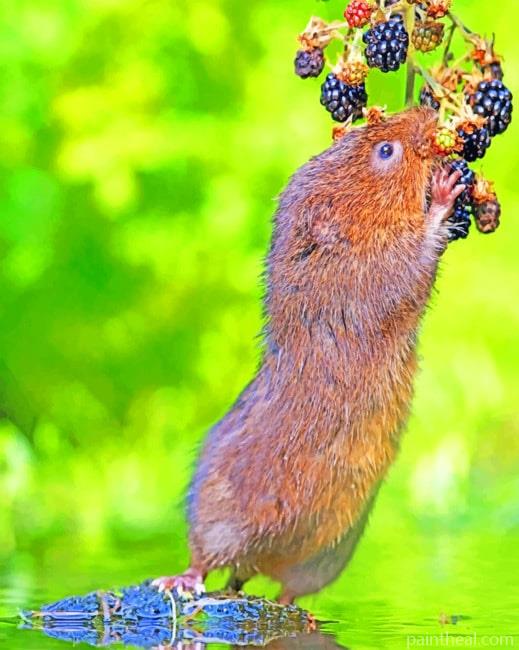 Water Rat Eating Blackberry Painting By Numbers Kits