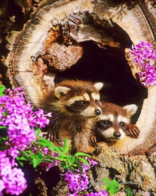 Raccoons Painting By Numbers Kits