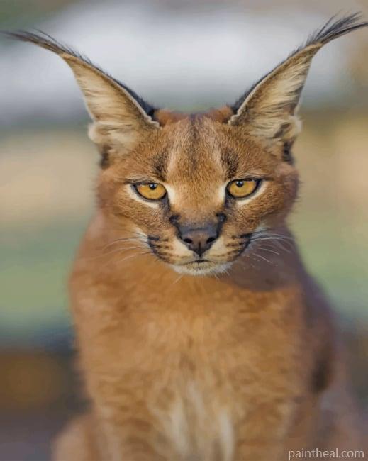 Caracal Cat Painting By Numbers Kits