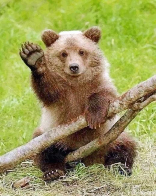 Zoo Bear Painting By Numbers Kits