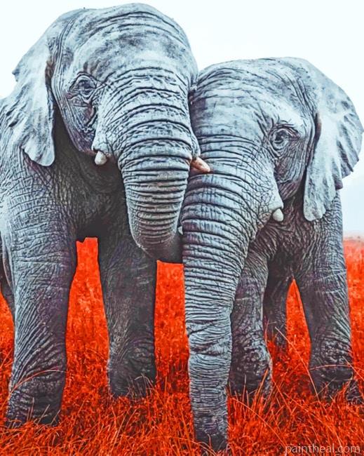 Two Elephants Painting By Numbers Kits