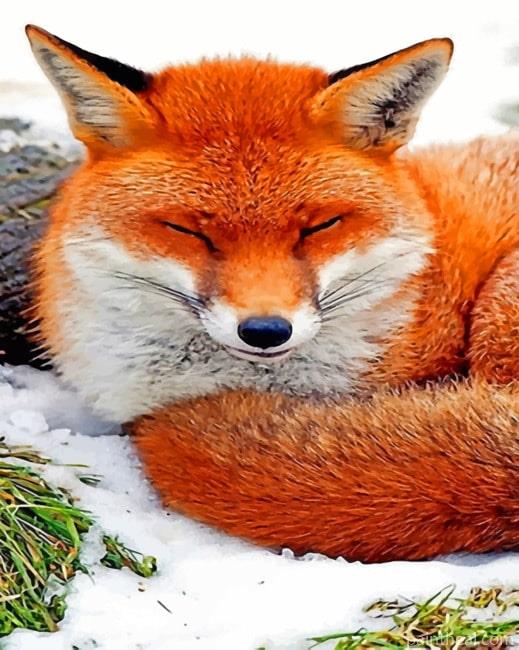 Sleeping Fox Painting By Numbers Kits