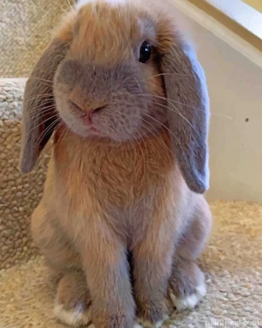 Holland Lop Painting By Numbers Kits