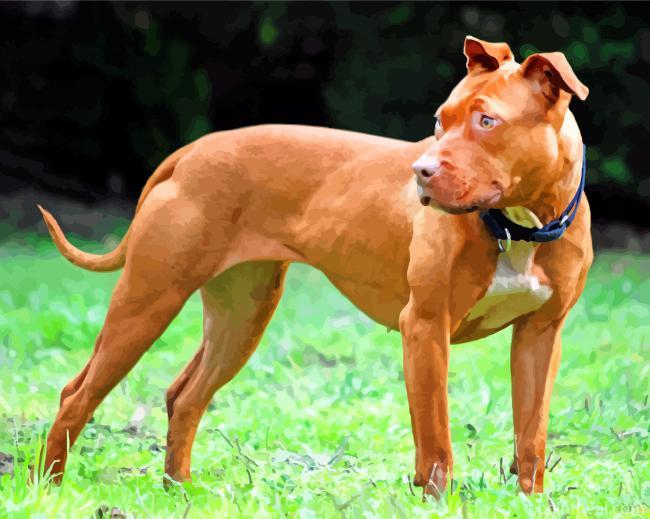American Pit bull Dog Painting By Numbers Kits