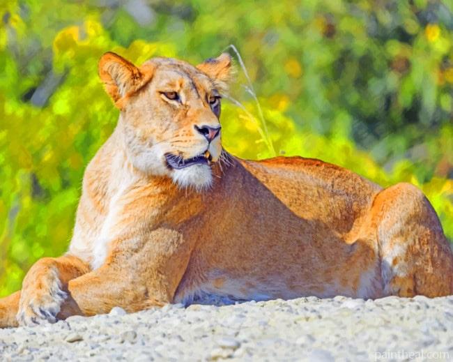 Big Cat Lioness Painting By Numbers Kits