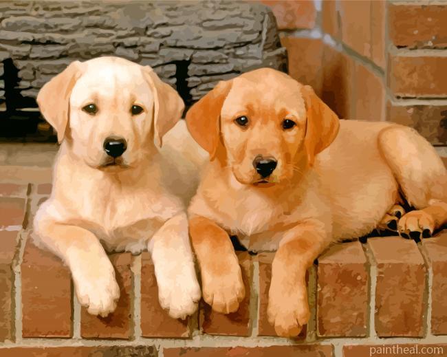 Golden Border Collies Puppies Painting By Numbers Kits