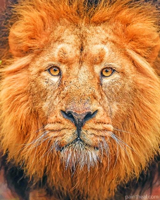 Close Up Lion Painting By Numbers Kits