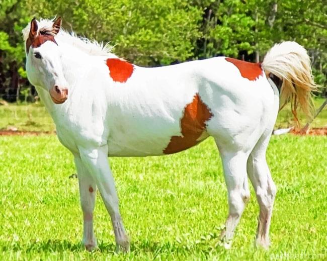 White And Brown Horse Animal Painting By Numbers Kits