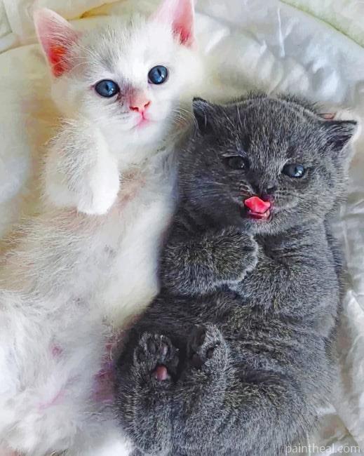Cute Kitten Painting By Numbers Kits