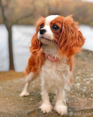 Cavalier Puppy Painting By Numbers Kits