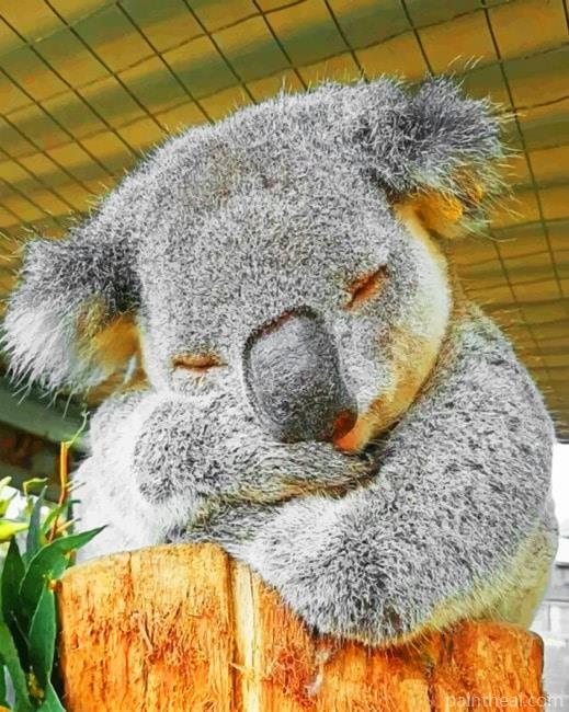 Sleeping Koala Painting By Numbers Kits