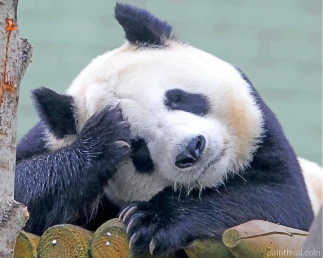 Panda Sleeping Painting By Numbers Kits