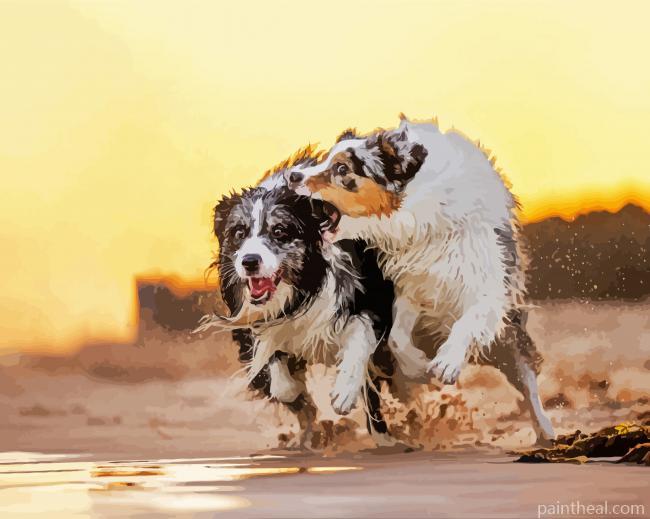 Wet Collies Painting By Numbers Kits