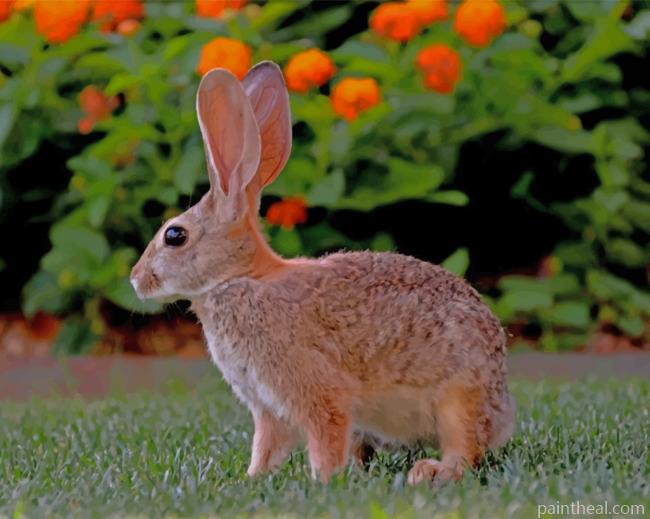 Hare Rabbit Painting By Numbers Kits