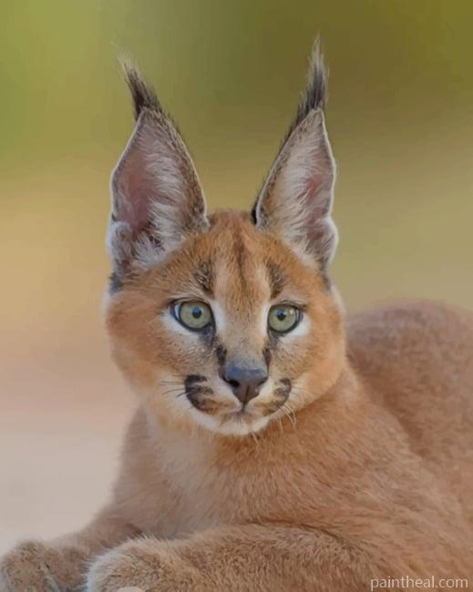 Cute Caracal Cat Painting By Numbers Kits