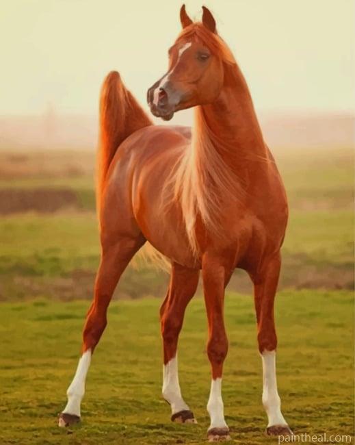 Chestnut Brown Horse Painting By Numbers Kits
