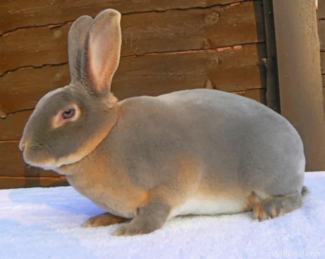 Rex Rabbit Painting By Numbers Kits