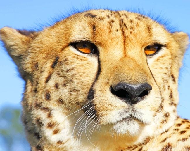 African Cheetah Animal Painting By Numbers Kits