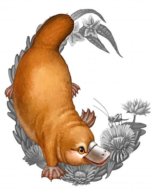 Cute Platypus Painting By Numbers Kits